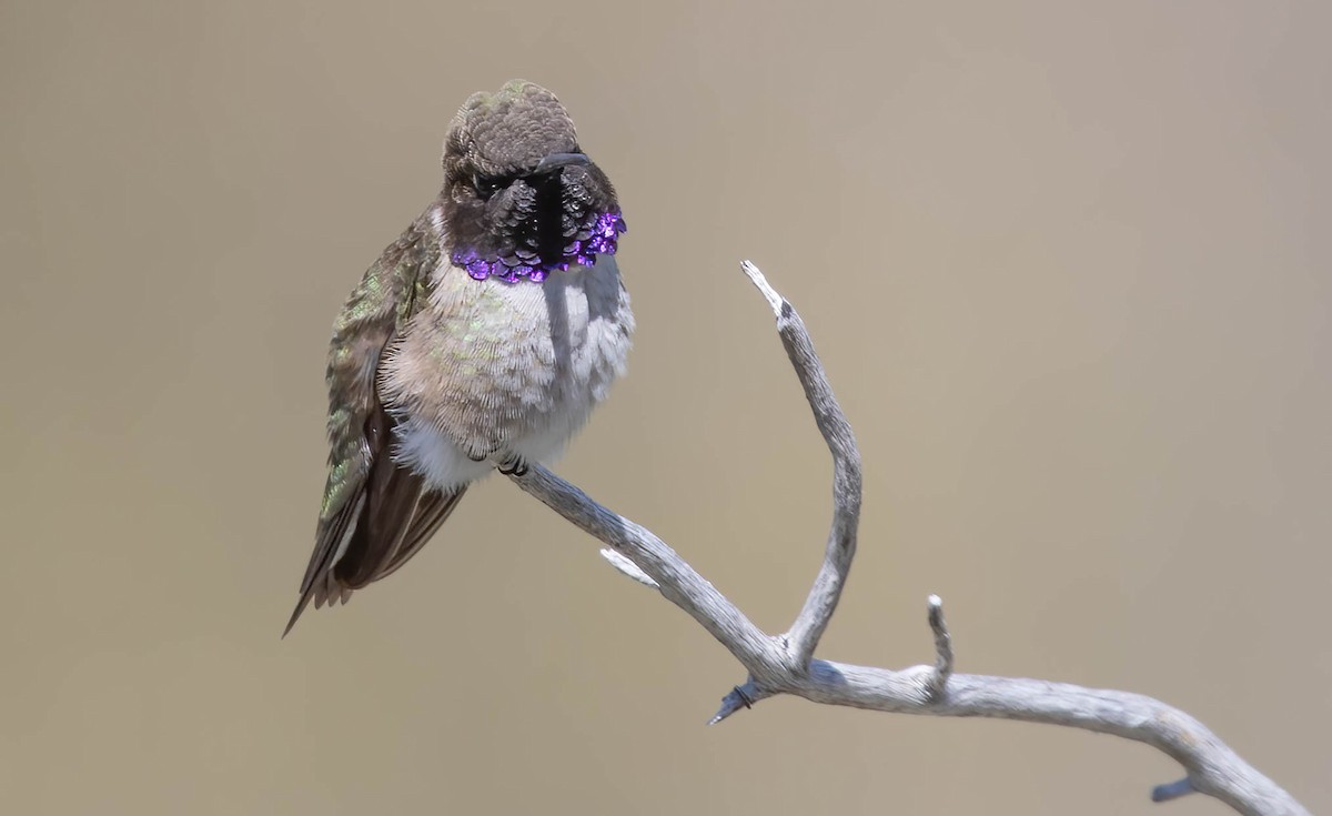 Black-chinned Hummingbird - ML618635571