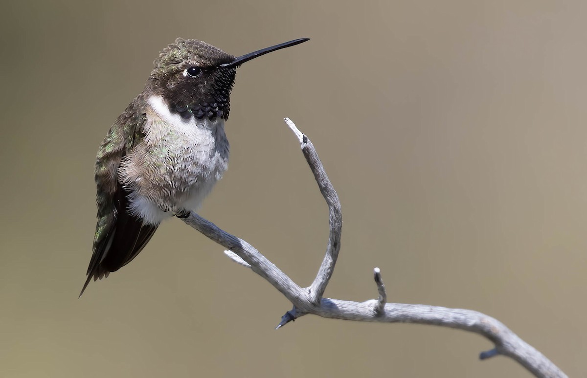Black-chinned Hummingbird - ML618635572