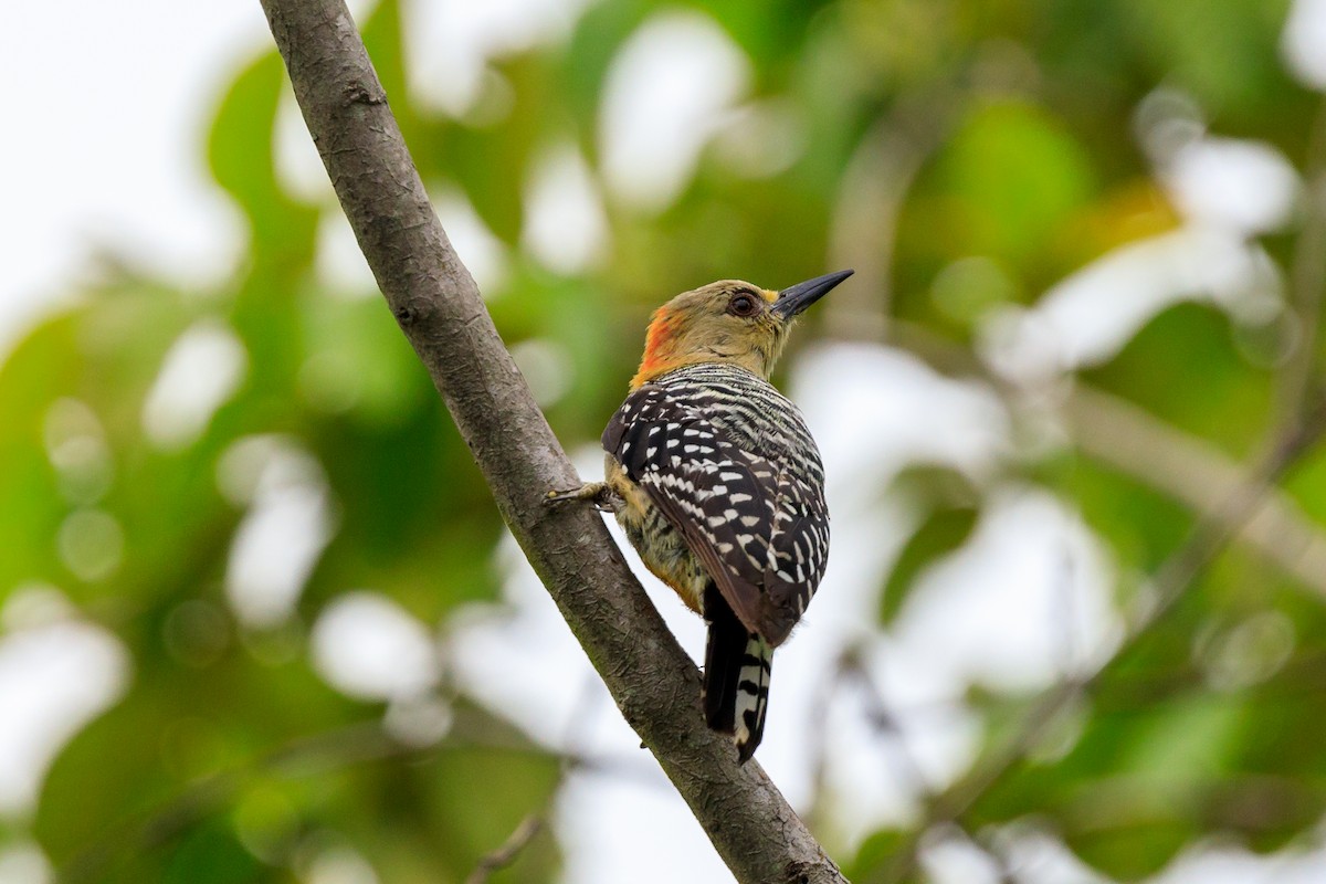 Red-crowned Woodpecker - ML618635586
