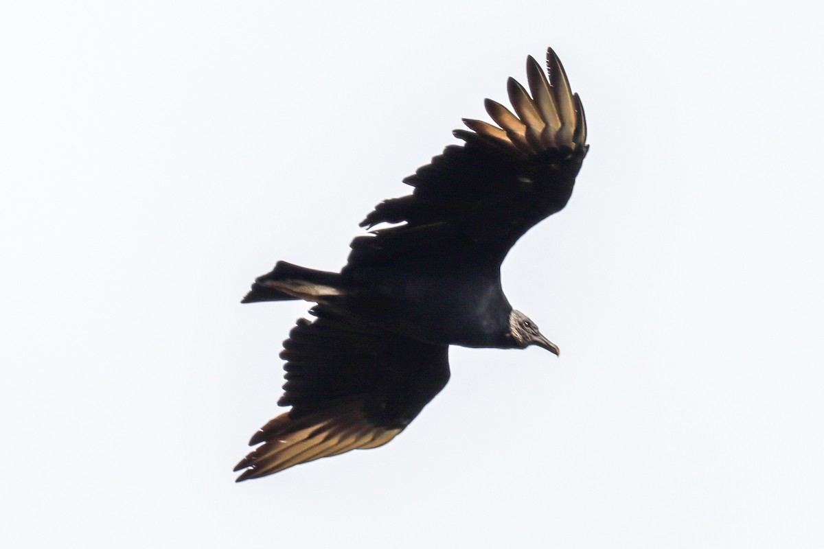Black Vulture - ML618635603