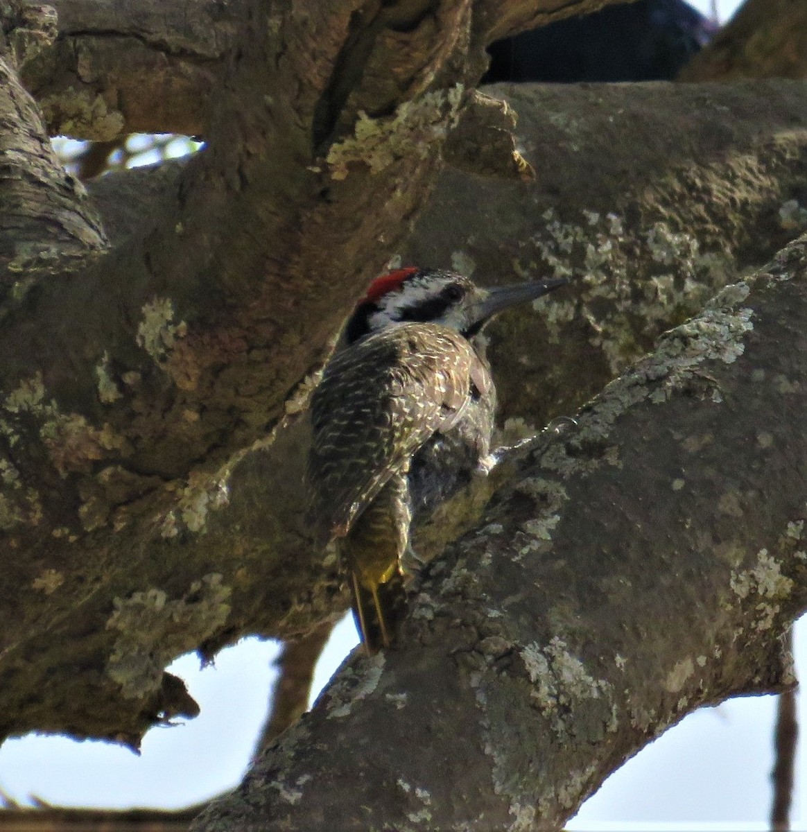 Bearded Woodpecker - ML618635615