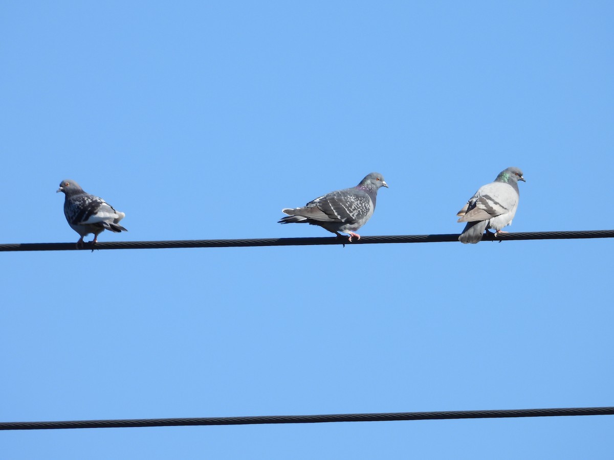 Rock Pigeon (Feral Pigeon) - ML618635639