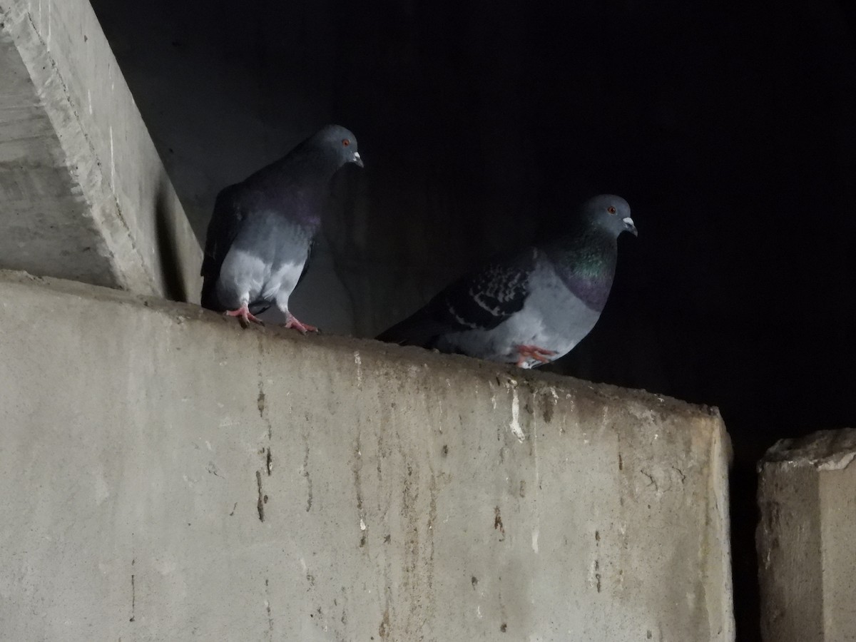 Rock Pigeon (Feral Pigeon) - ML618635640