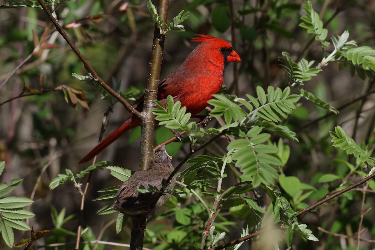 Cardinal rouge - ML618635686