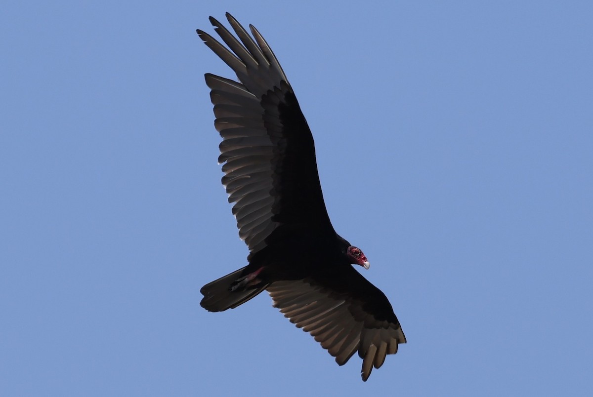 Turkey Vulture - ML618635708
