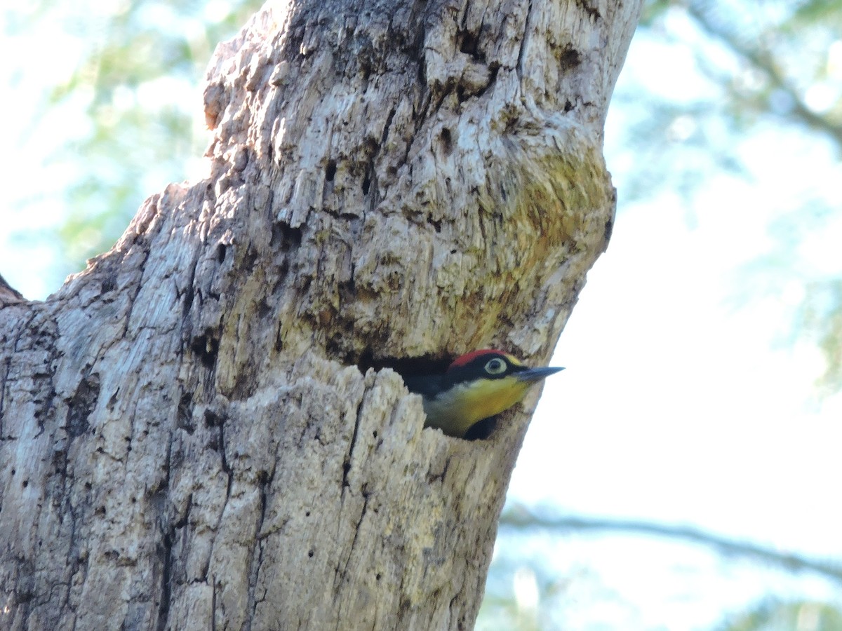 Yellow-fronted Woodpecker - Más Aves