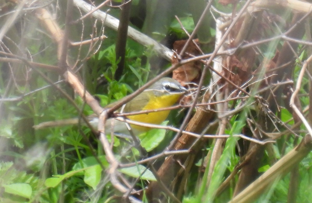 Yellow-breasted Chat - ML618635733