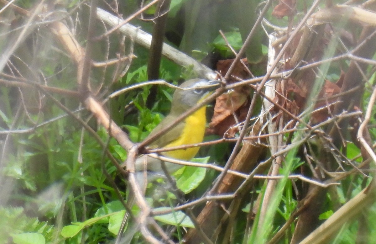 Yellow-breasted Chat - ML618635734