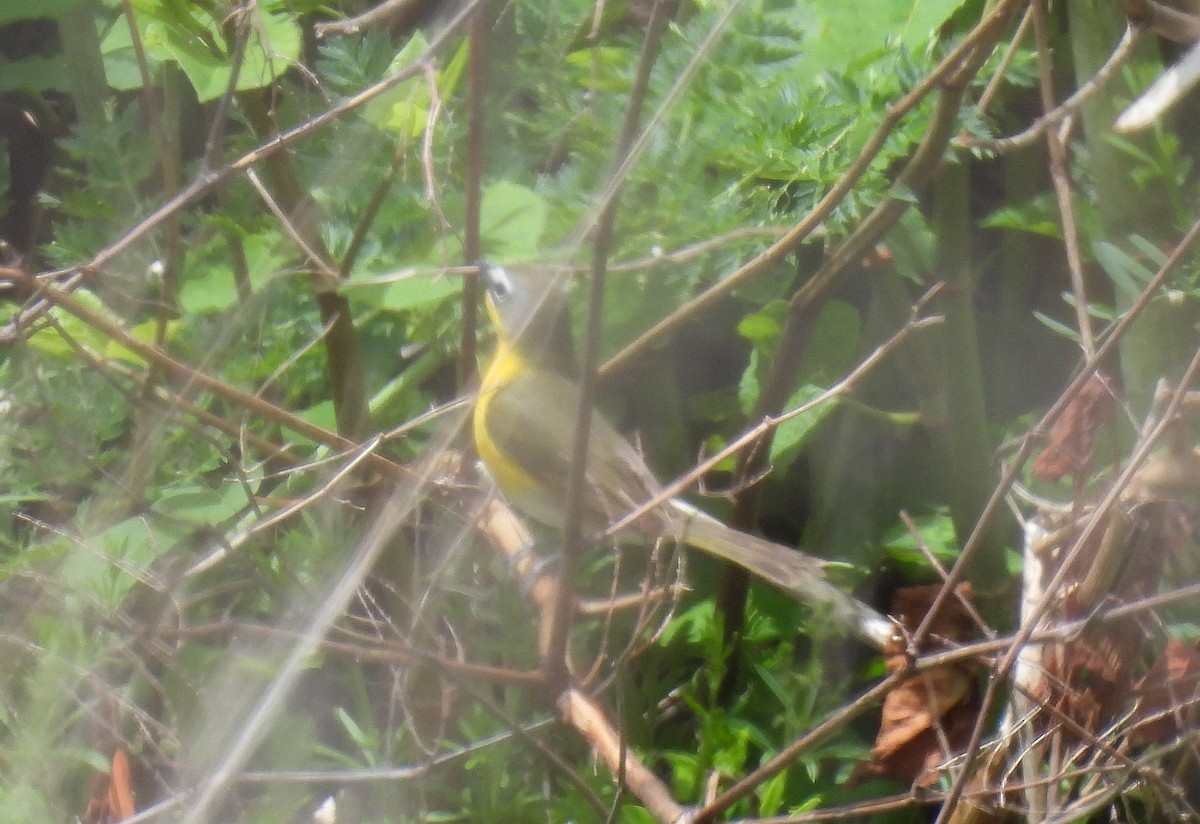 Yellow-breasted Chat - ML618635735