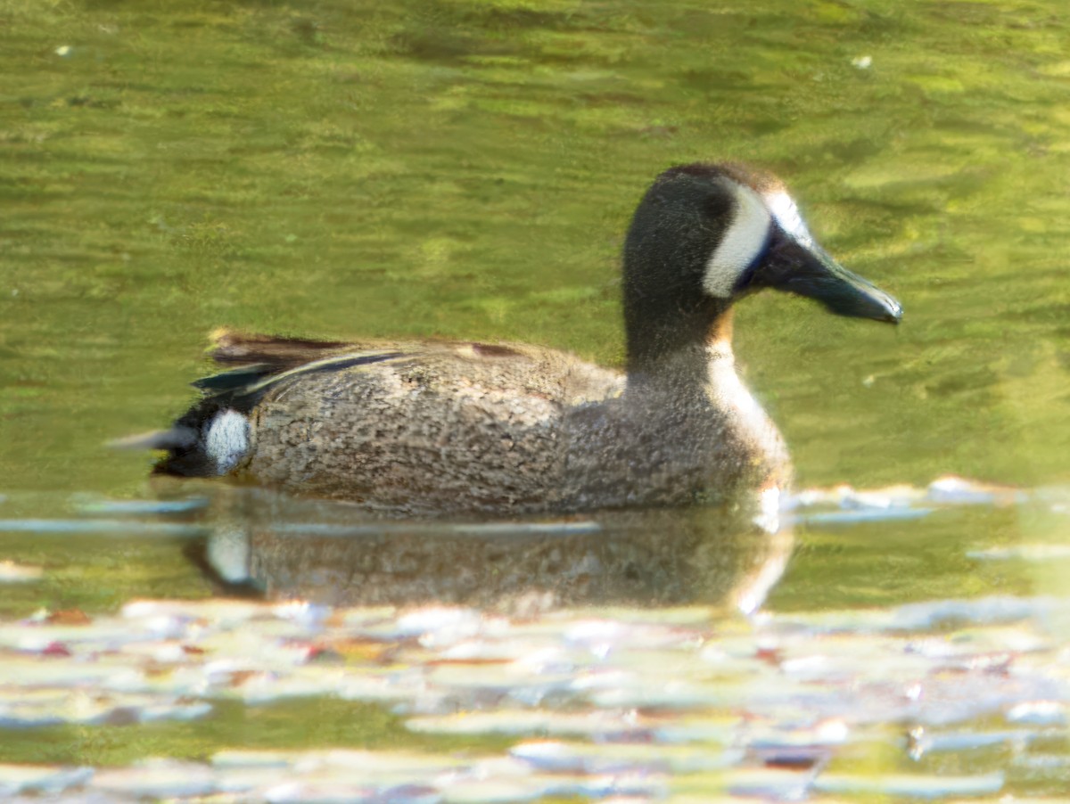 Blue-winged Teal - ML618635736