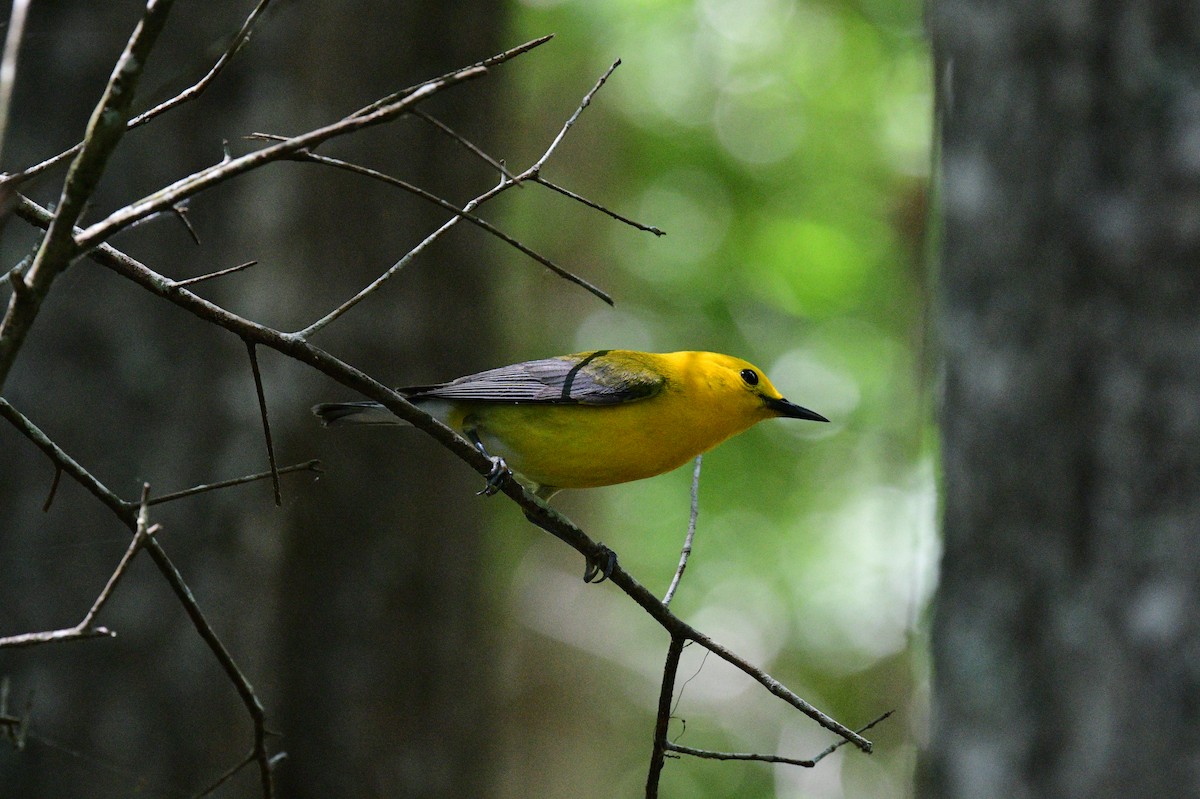 Prothonotary Warbler - John Becker