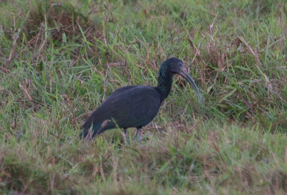 ibis zelený - ML618635745