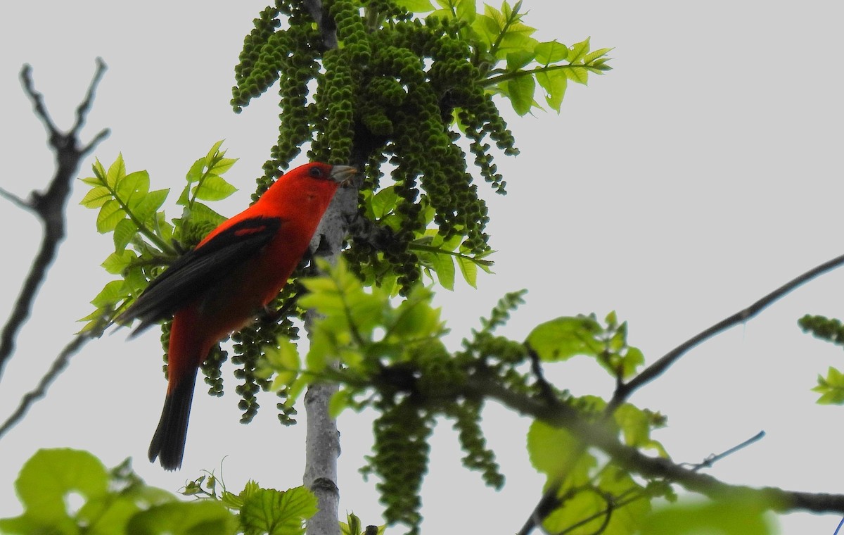 Scarlet Tanager - ML618635749