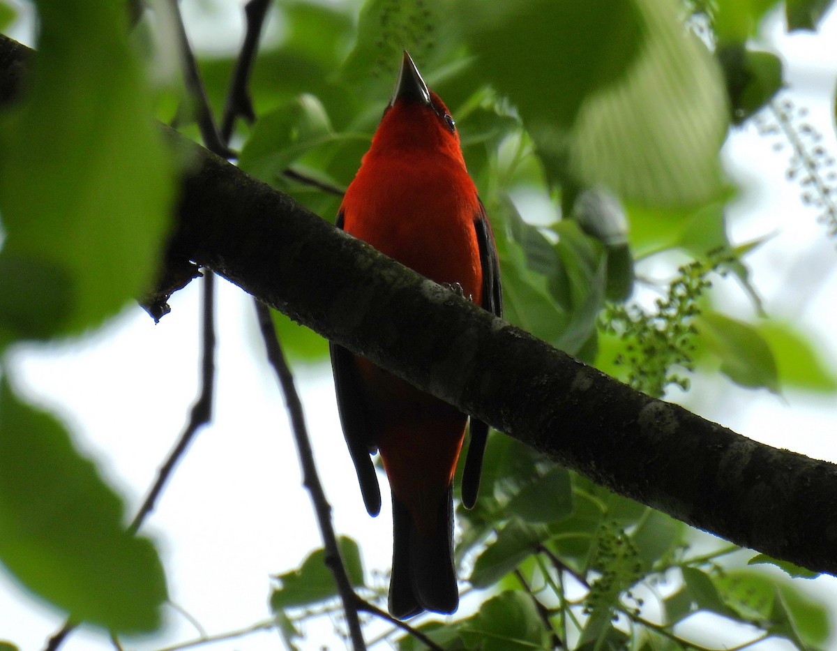 Scarlet Tanager - ML618635750