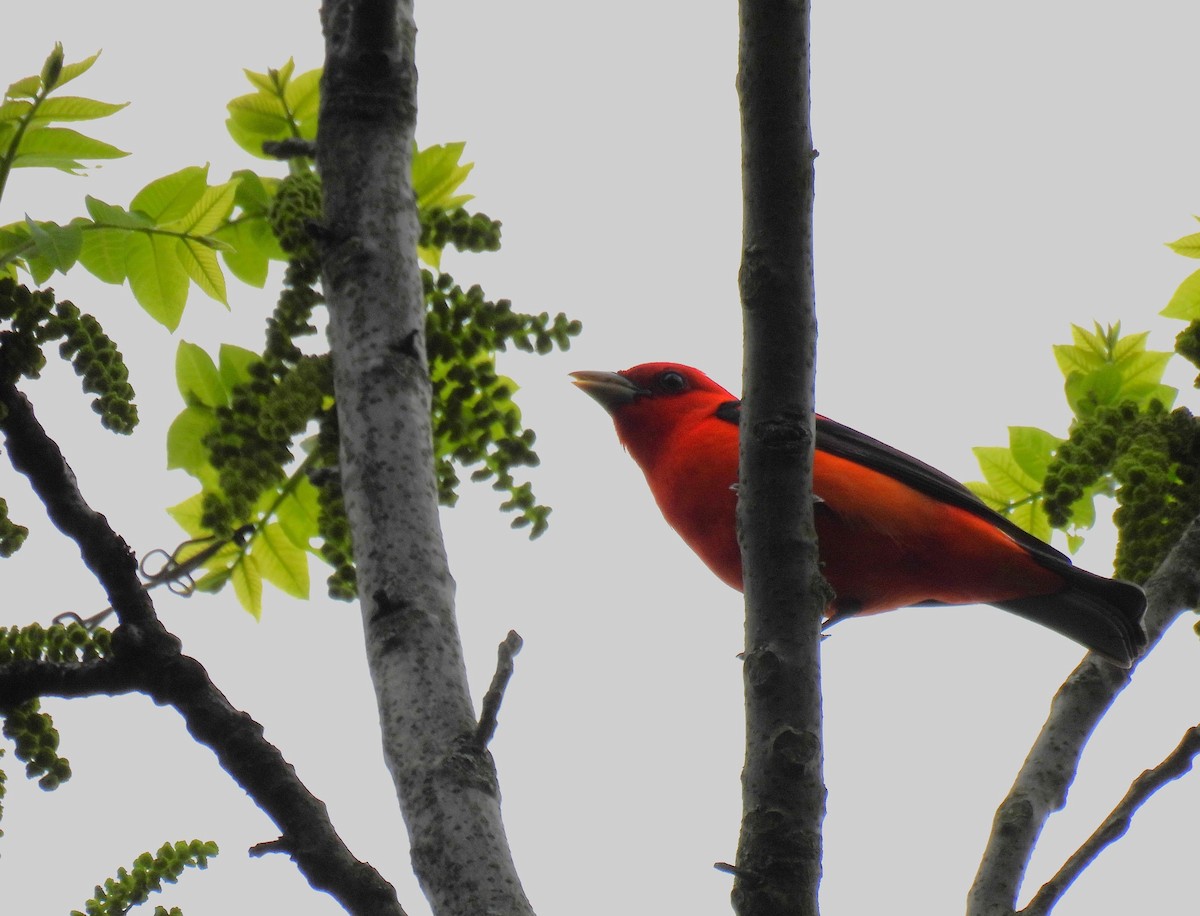 Scarlet Tanager - ML618635751