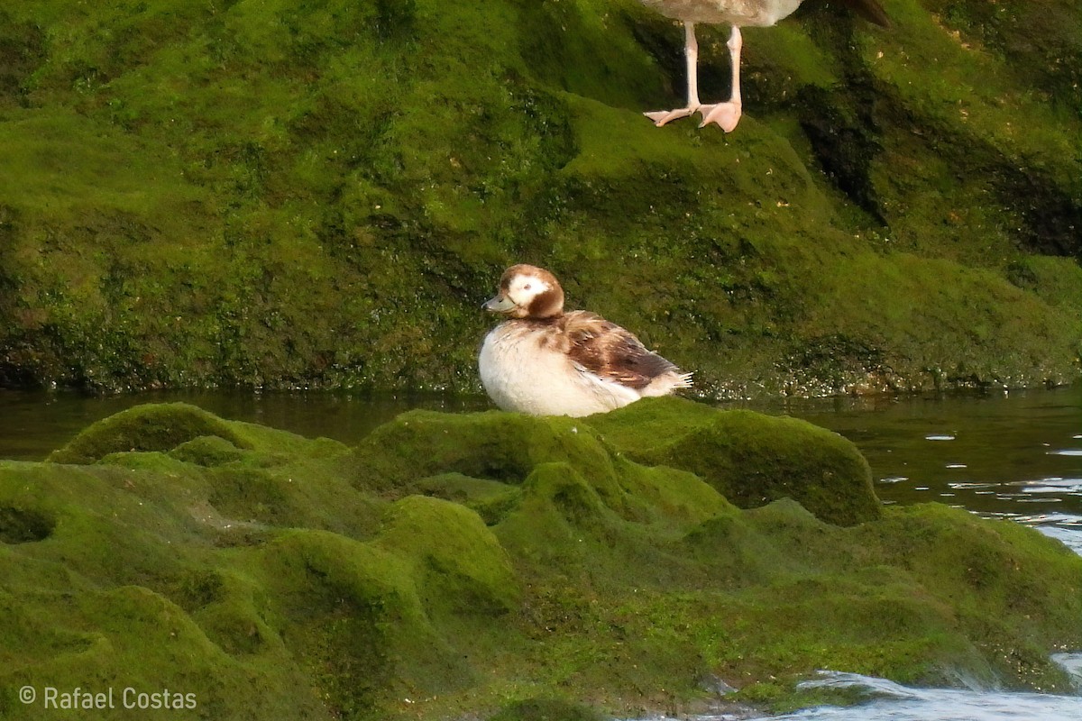 Long-tailed Duck - ML618635752