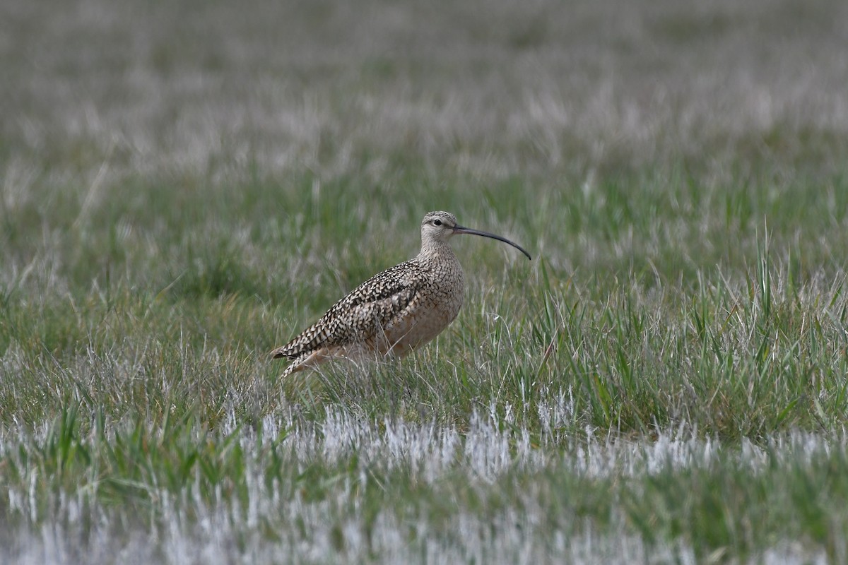 Long-billed Curlew - ML618635774