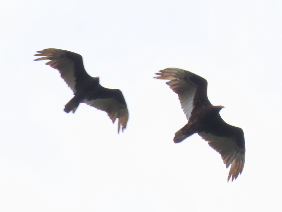 Turkey Vulture - ML618635814