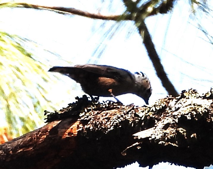 White-breasted Nuthatch - ML618635834