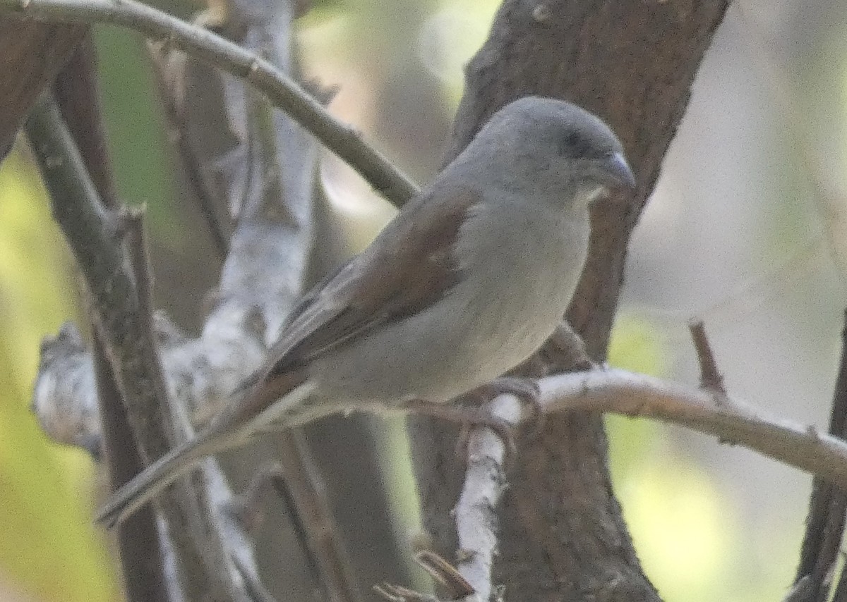 Northern Gray-headed Sparrow - ML618635916