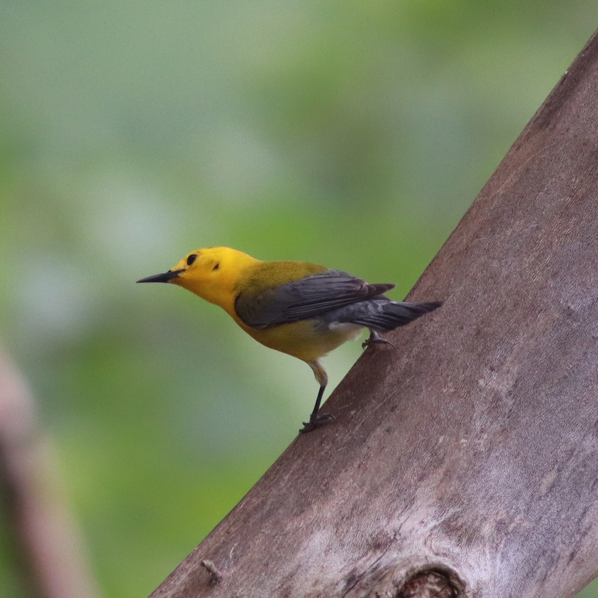 Prothonotary Warbler - ML618635961