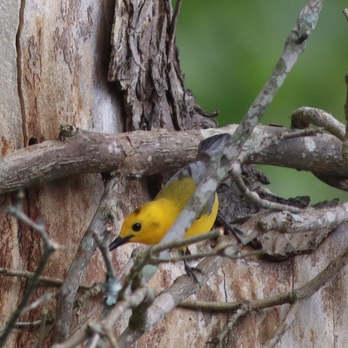 Prothonotary Warbler - ML618635962