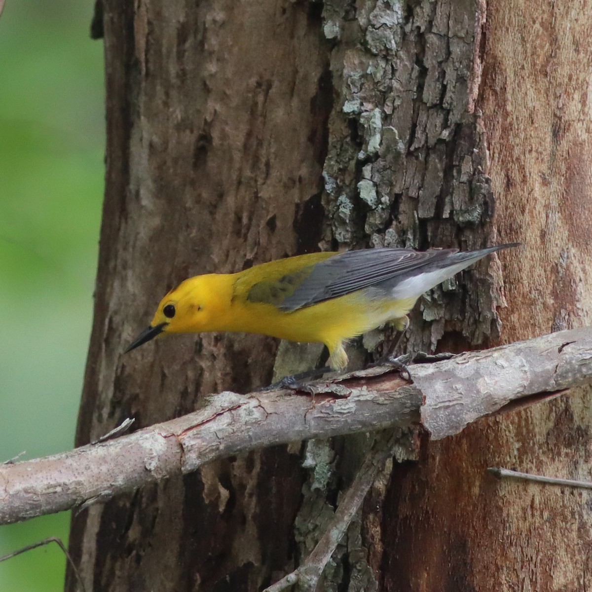 Prothonotary Warbler - ML618635963