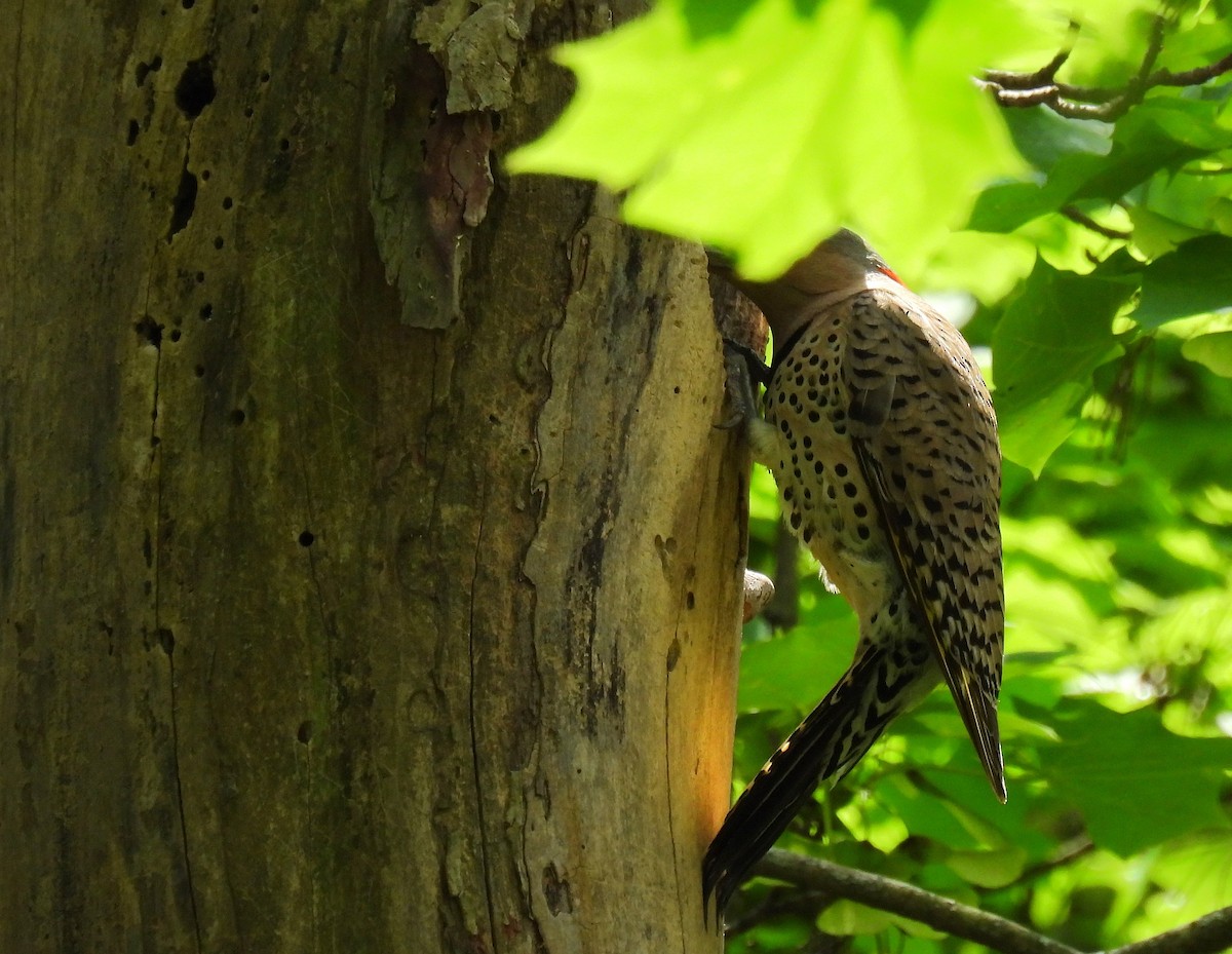 Northern Flicker (Yellow-shafted) - ML618635968