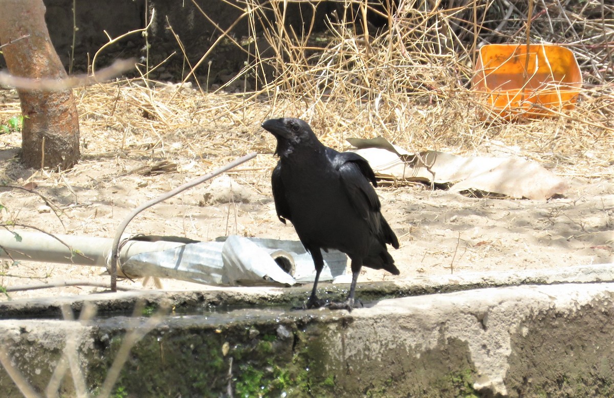 Fan-tailed Raven - ML618636032