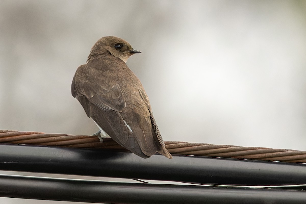 Northern Rough-winged Swallow - ML618636034