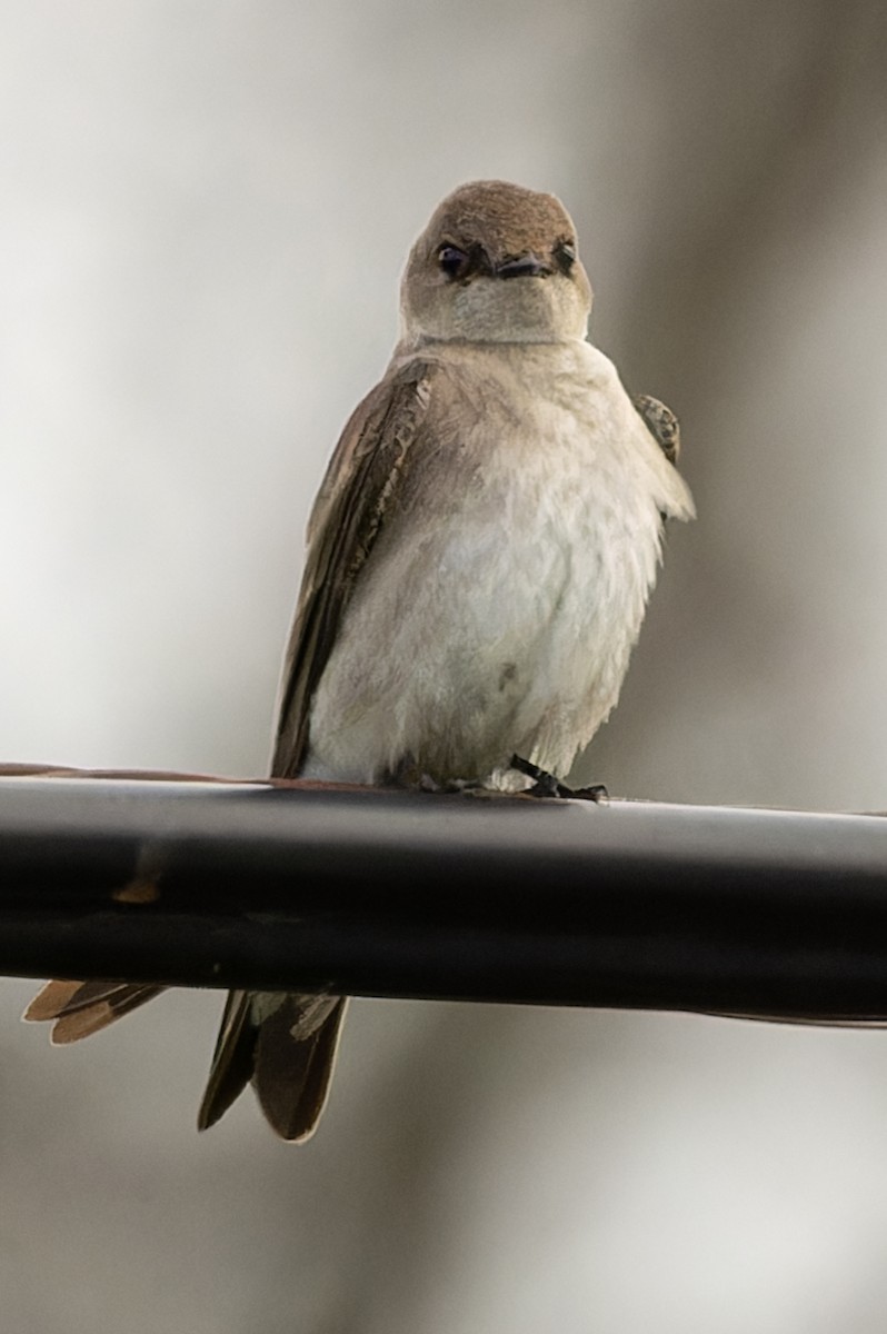 Northern Rough-winged Swallow - ML618636035