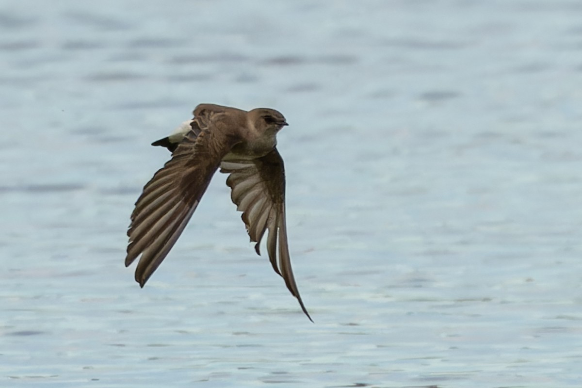Northern Rough-winged Swallow - ML618636038