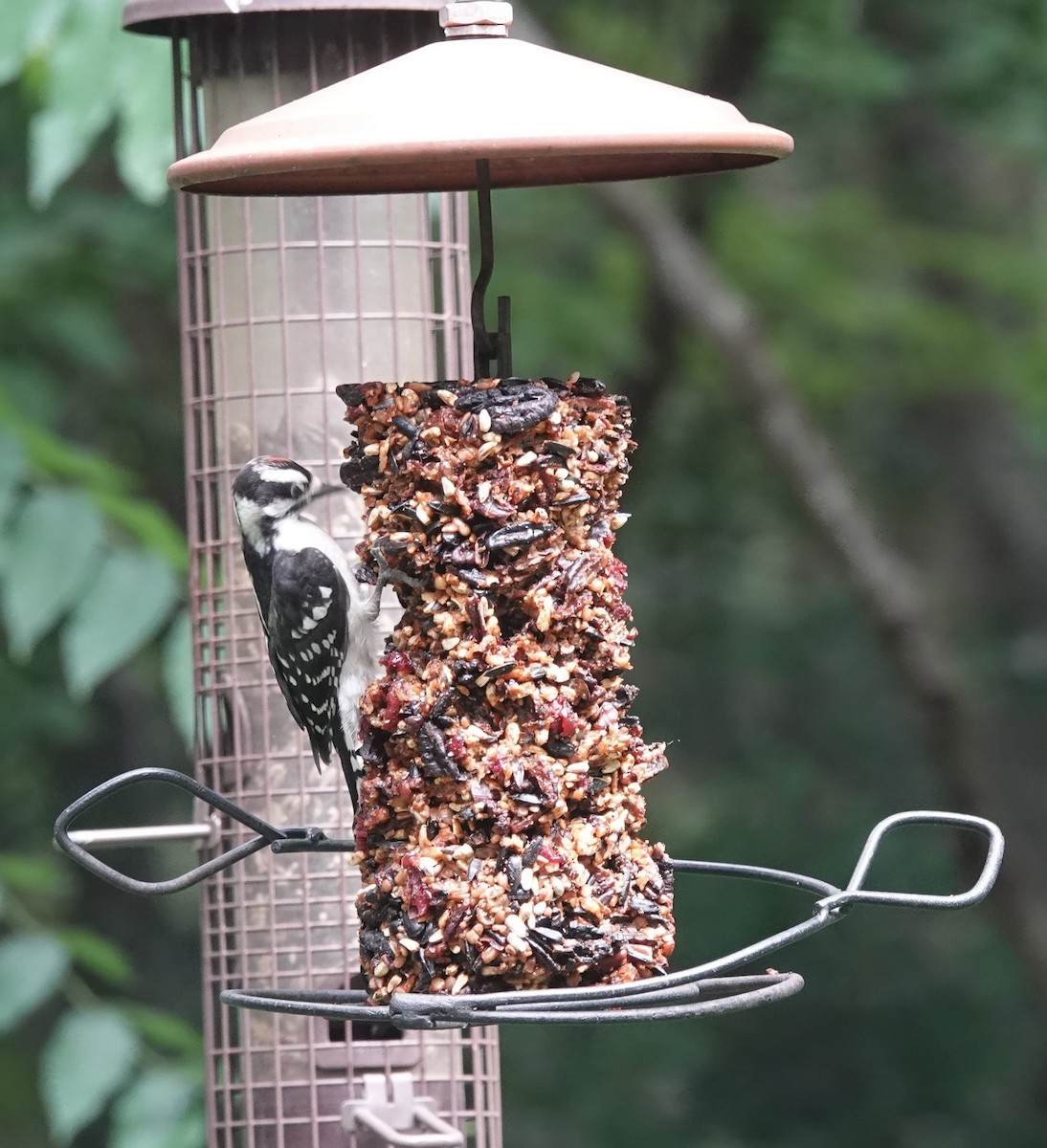 Downy Woodpecker (Eastern) - ML618636050