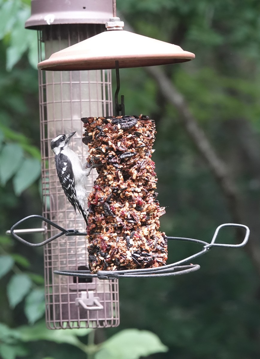 Downy Woodpecker (Eastern) - ML618636051