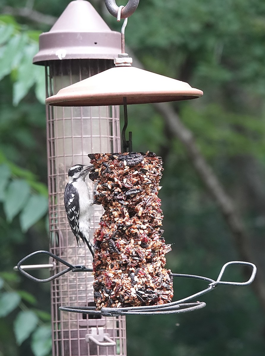 Downy Woodpecker (Eastern) - ML618636052