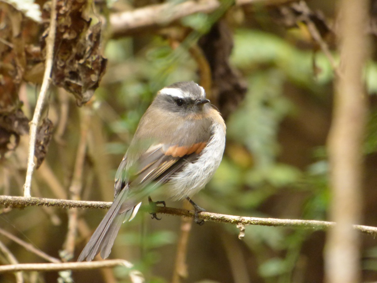 Rufous-breasted Chat-Tyrant - ML618636056