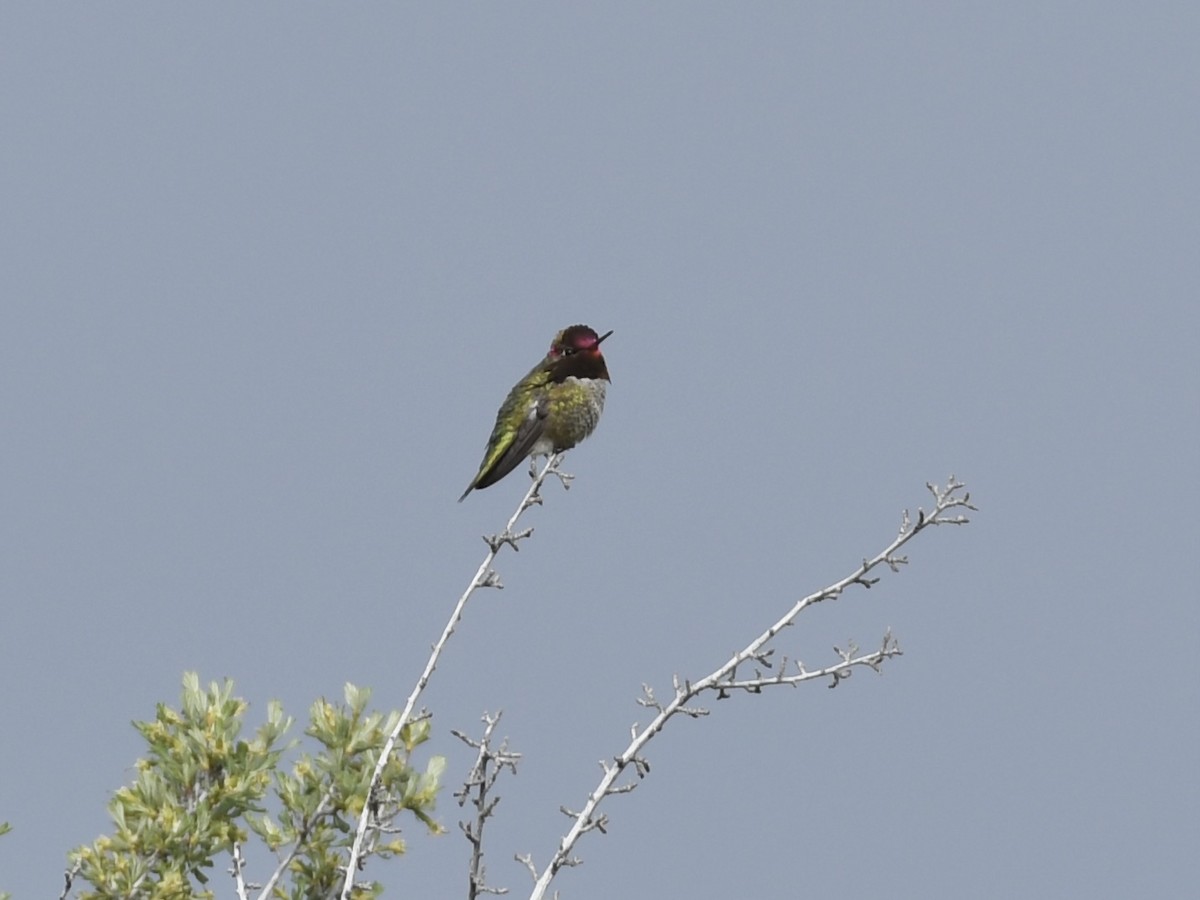 Anna's Hummingbird - ML618636080