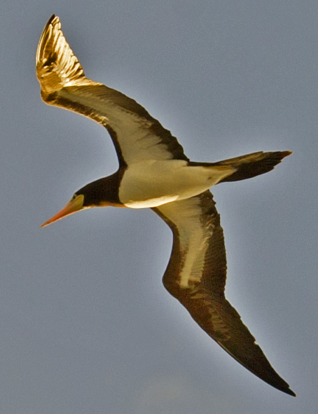 Brown Booby - ML618636127