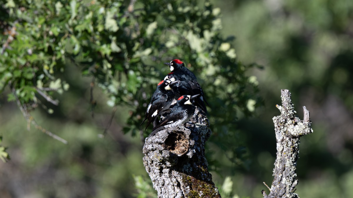 Acorn Woodpecker - ML618636161