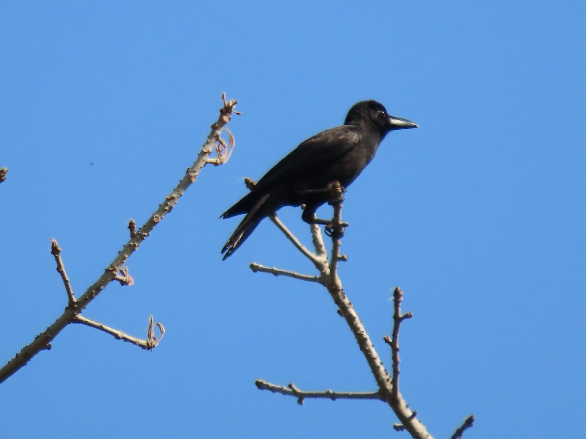 Large-billed Crow - Eloise Martinez