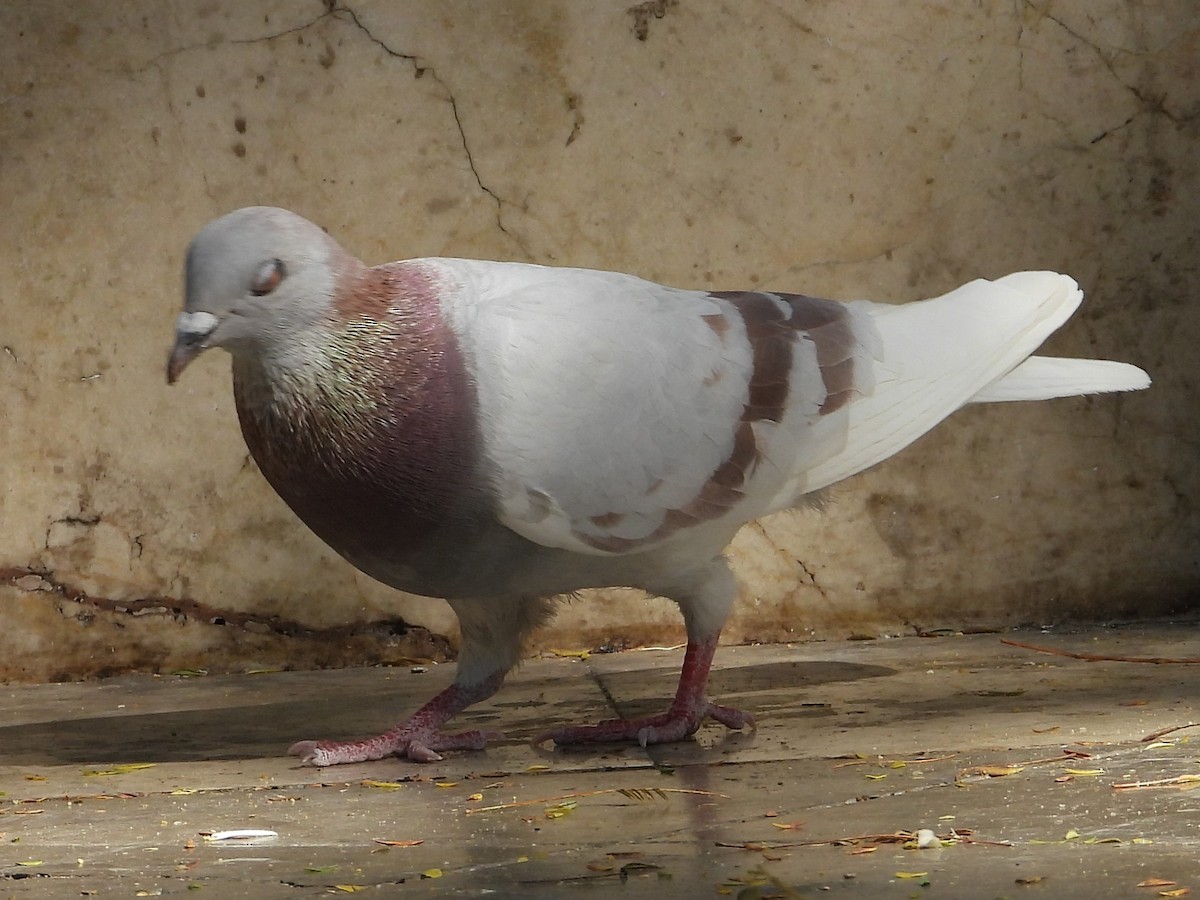 Rock Pigeon (Feral Pigeon) - ML618636261