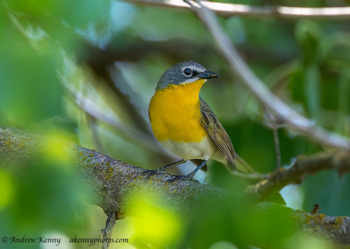 Yellow-breasted Chat - ML618636276