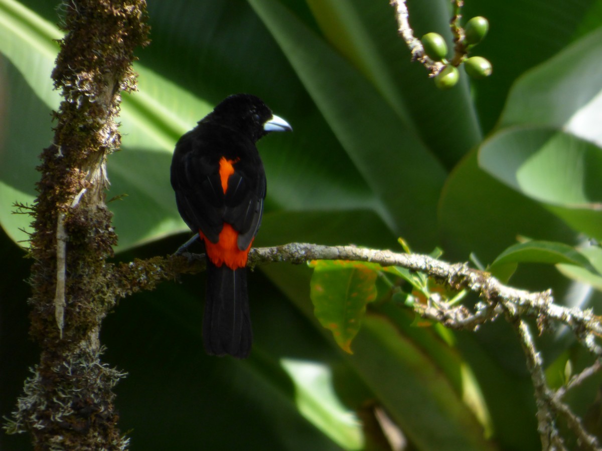 Flame-rumped Tanager (Flame-rumped) - ML618636297
