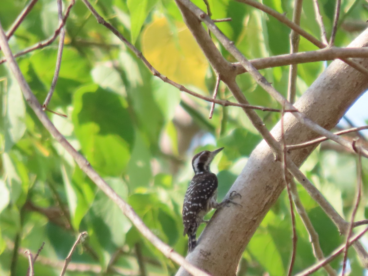 Philippine Pygmy Woodpecker - ML618636302