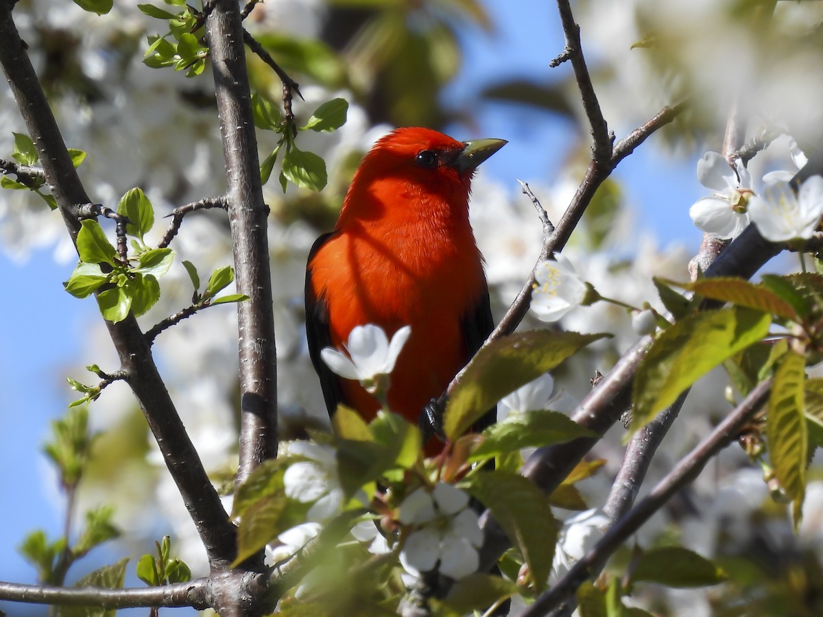 Scarlet Tanager - ML618636307
