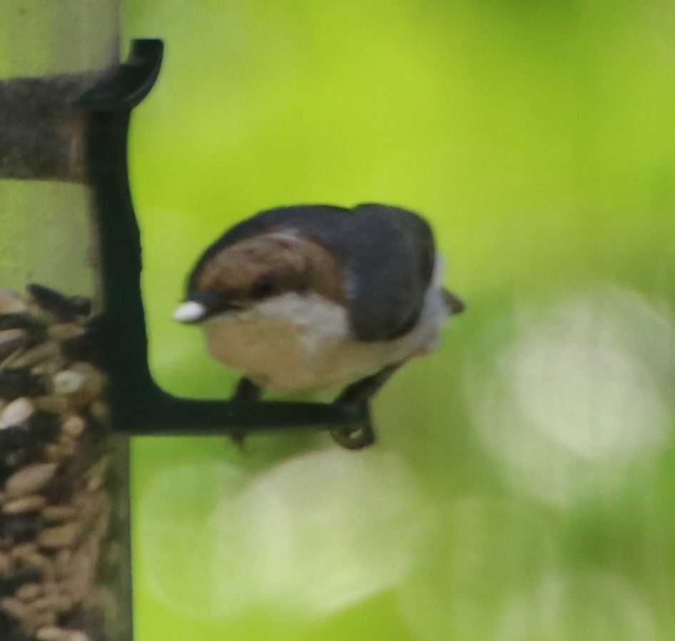 Brown-headed Nuthatch - ML618636333