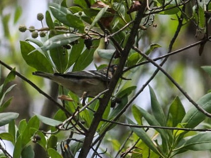 Bay-breasted Warbler - ML618636351