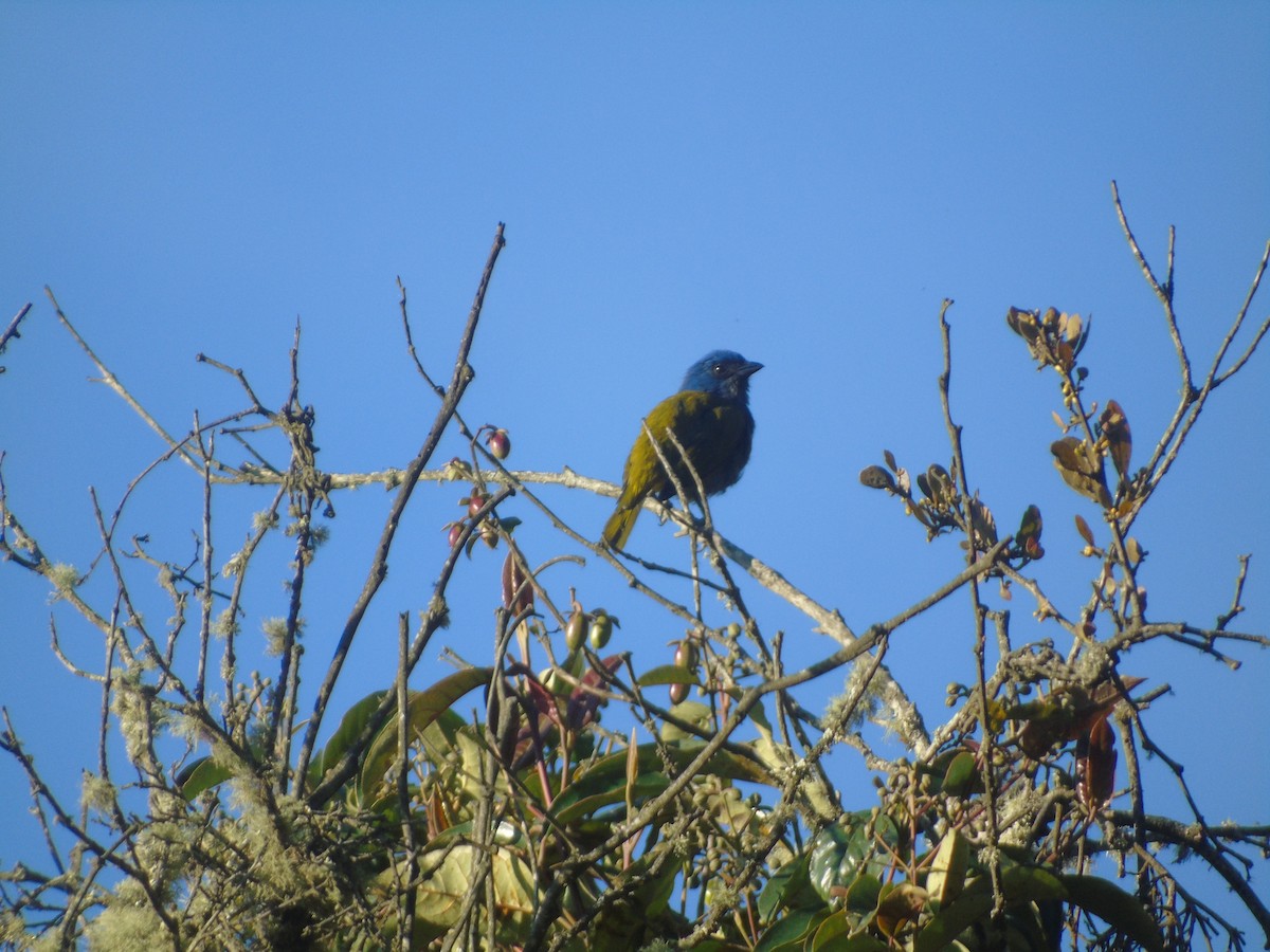 Blue-capped Tanager - ML618636389