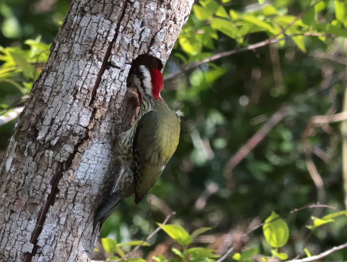 Cuban Green Woodpecker - ML618636406