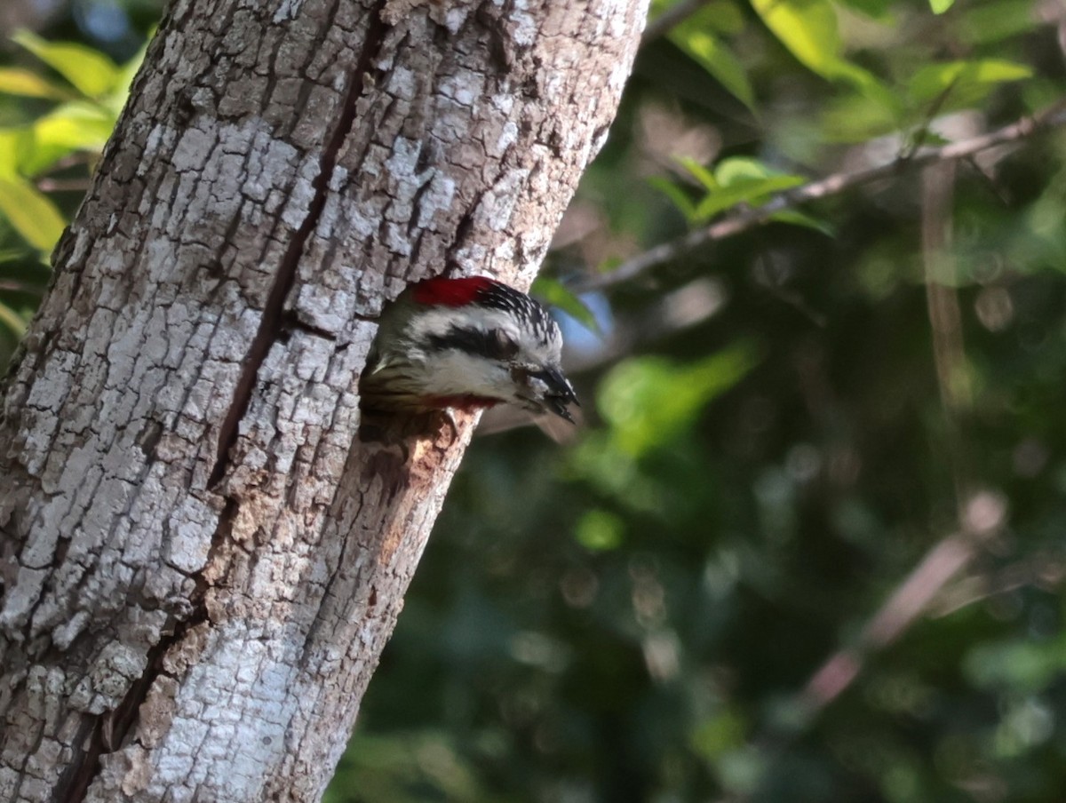 Cuban Green Woodpecker - ML618636453